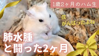 肺水腫と闘った2ヶ月～1歳2ヶ月のハム生【ジャンガリアンハムスター】