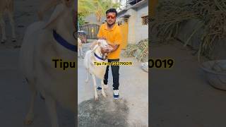 Beautiful Amingad Sheep of Tipu Farm 7353790019