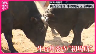 【牛の角突き】「すごい迫力があってびっくり」初場所に歓声　新潟・長岡市 山古志地区