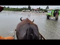 water buffalo cart 水牛車 crossing iriomote island 西表島 to yubu island 由布島 okinawa japan 沖縄 日本