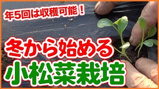 冬から始める小松菜栽培！家庭菜園や農園で小松菜を年5回は収穫可能！小松菜の防寒栽培や春まで収穫する裏技を大公開！【農家直伝】