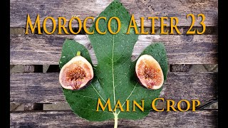 Morocco Alter 23 Main Crop Fig review 2020