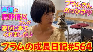 Bushbaby Plum's Growth Diary ショウガラゴ プラムの成長日記 #564