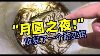 野采到了一条原生鱼，养在鱼缸里面，状态起飞 Catch a small fish, I keep it in the tank.