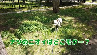 ミニチュアシュナウザー　モク物語🐶 　　第107話　夏の匂いを探して