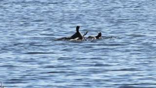 American Coots in a territorial fight. April 28, 2015 N of Regina, SK Canada