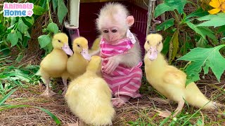 Little monkey BiBi helps ducklings escape from naughty Amee