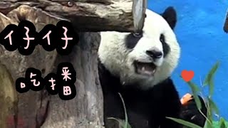 圓仔坐在鞦韆上認真吃播，圓仔姐姐好可愛|熊貓貓熊The Giant Panda Yuan Yuan and Yuan Bao|台北市立動物園