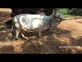 punganur cow