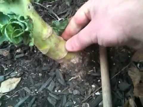 Giant Brussels sprout plants almost 6 feet high Giant Brussels sprout plants almost 6 feet high
