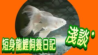 短身蝴蝶龍鯉飼養日記淺談飼養滿一年(本影片提供CC字幕)