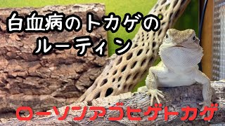 白血病になったトカゲの1日ルーティン【ローソンアゴヒゲトカゲ】