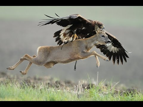 Golden Eagle Attacks Deer