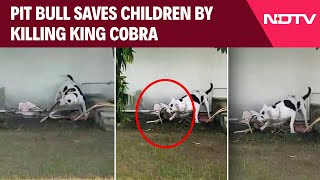 Jhansi News | Pit Bull Saves Children By Killing King Cobra That Entered House In UP | Viral Video