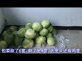 【胖嫂show】胖嫂砍包菜卖，5毛一斤，买一个约2块，好吃还便宜，难怪卖得飞快