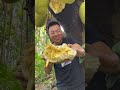 Jackfruit Video ~ Farm Fresh JACKFRUITS Eating and Cutting in my Village INDO #Shorts​ EP719
