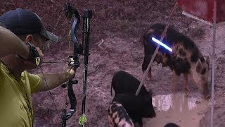 Hunting sabotaged pigs in the fields with an arrow 😱🔥👍👌 Part 1