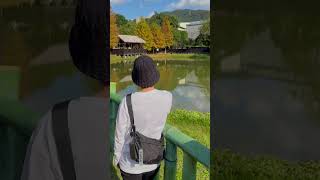 《台北最美落羽松景點》在士林原住民文化主題公園《免門票》台北景點推薦～2024.1.14拍攝