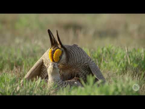What does the lesser prairie chicken eat?