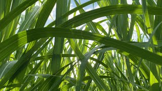 Inspiring Innovation in Sustainable Sugar - Project Catalyst Forum 2020 Mackay