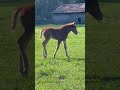 This Baby Horse Wants To Play!🥰 #shorts #horses #foal #babyanimals #babyhorse