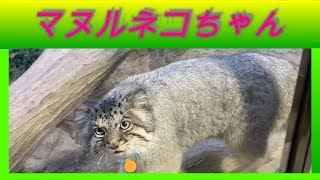 マヌルネコちゃん🐈那須どうぶつ王国🐦Hachimaru🐝TV