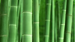 Japanese Music ☯ Bamboo Flute 432 Hz 🎋 Shakuhachi Meditation Rodrigo Rodriguez