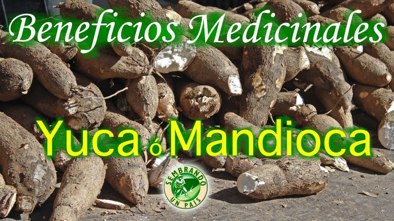 ️🔶Beneficios Medicinales De La Yuca O Mandioca🔶 ️ - YouTube