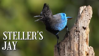 STELLER'S JAY with CALL, SOUNDS and INTERESTING FACTS