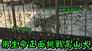 用生命正面挑戰高山犬【跟人一樣高 頭超大 單手抓不住】FrosL這次能平安回去嗎