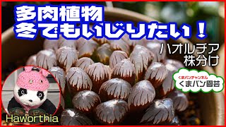 【多肉植物】冬でもいじりたい！ハオルチア【くまパン園芸】