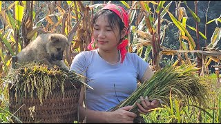 The girl's rural life: taking care of the chickens and going to the fields to glean rice