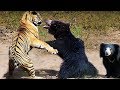 Rumble in the jungle: Mother bear fights off Indian tiger