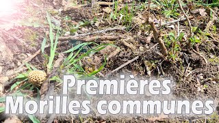 Morilles 2021 : Les premières morilles communes sont petites et peu nombreuses.