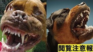 【驚愕】世界で最も危険な犬種 Top10