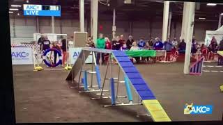 Helo winning the AKC Northeast Agility Championships (Nov 27, 2021)