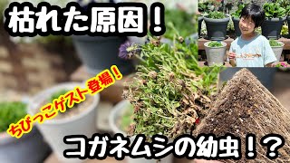 ◆ゴールデンウィーク【こどもの日スペシャル！】ちょれでわっ！