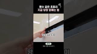 초파리 없애는 방법은 이 영상이 찐임