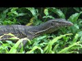 Escape time in Thailand with a local monitor lizard