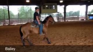 Bailey This Mare is Sold