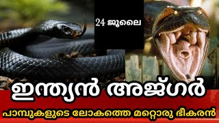 മനുഷ്യനെ വിഴുങ്ങുന്ന ഭീമൻ പെരുമ്പാമ്പ് Indian rock python