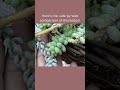 What happens when Sedum morganianum  gets overwatered