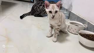 石头的猫131：沉静式吃猫粮。好像开始发育啦？！？！？