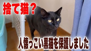 捨て猫？らしき黒猫さんを保護しました【We rescued a cat】