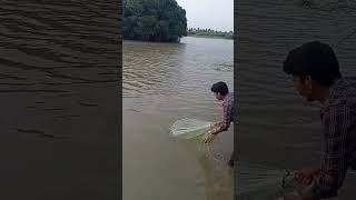 🤨💢ஒரே வீச்சு வலையில் ஒரு மீன்🕸️💯🐟#shortsfeed #viral #cast #net #fishing