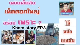 Kham story EP.3 เผยเคล็ดลับ วิธีหมักกากมัน เพาะเห็ดฟาง ให้เห็ดดอกใหญ่