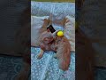 belly dance cat with ball #bellydance #cat #laila #viral #shortvideo #shorts #short #pets #ytshorts