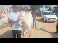 glorious hallikar ox pair of farmer punith doddakaddathuru mallur in sapallamma dhanagala jhatre