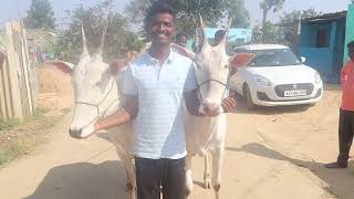 Glorious Hallikar ox Pair of Farmer Punith, Doddakaddathuru,Mallur in Sapallamma Dhanagala Jhatre