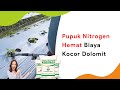 Kocor Dolomit Musim Hujan, Dicampur Pupuk Nitrogen Hemat Tenaga Biaya